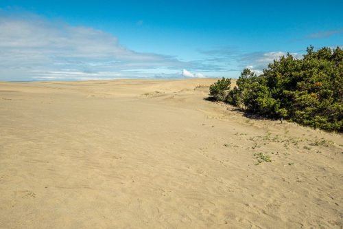 Arcata Dunes-206web
