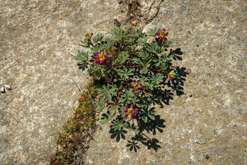 Bass Lake Gravel-202web