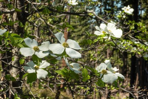 Bass Lake Gravel-214web