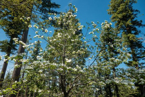 Bass Lake Gravel-215web