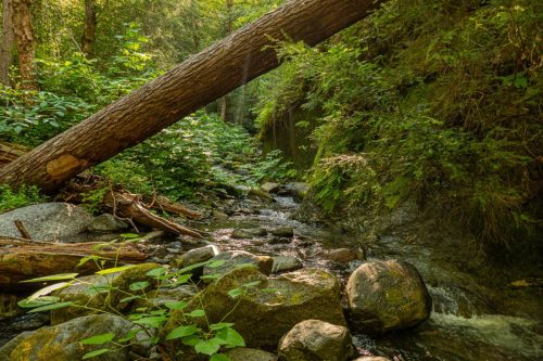 Canyon Creek-201web