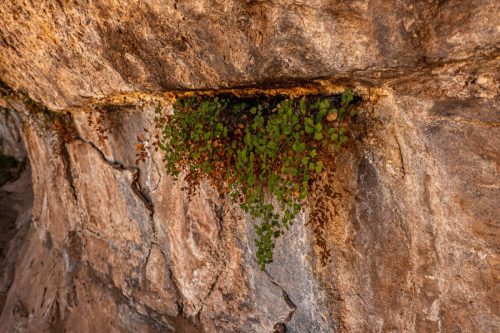 Canyon Spring-205web