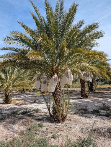 China Date Farm-258web