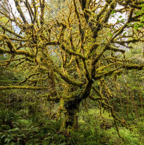 Elk Creek-206-Panoweb