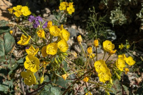 Fall Canyon-201web