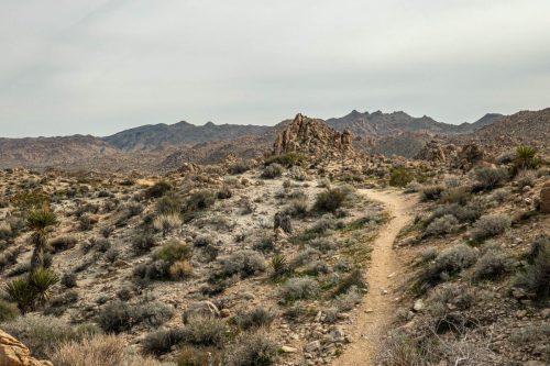 Joshua Tree mtb-202web