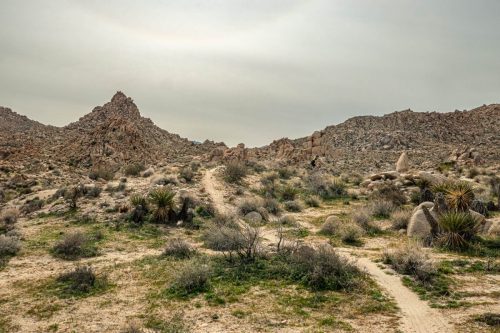 Joshua Tree mtb-207web
