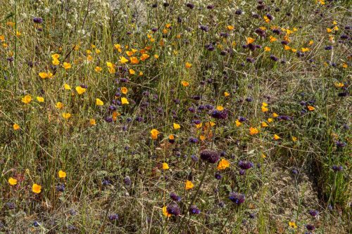 Kern Canyon trail-208web