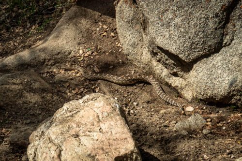 Kern Canyon trail-213web