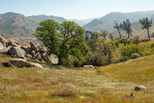 Keyesville trails-209web