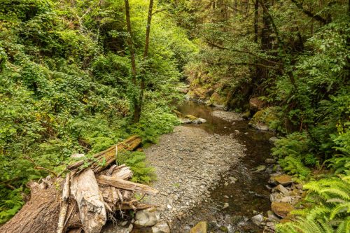 Lost Man Creek-204web