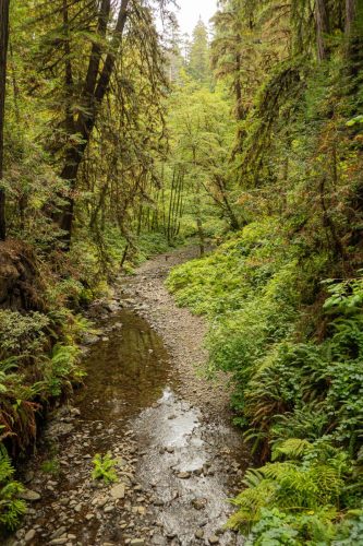 Lost Man Creek-205web