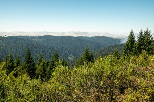 Lost Man Creek-210web