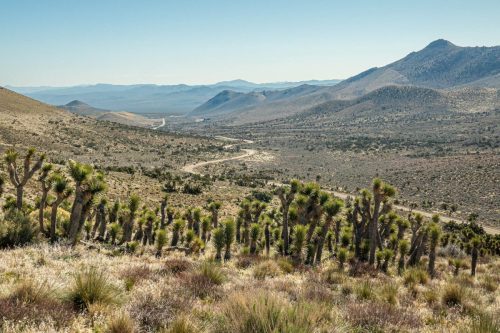 PCT Owens Peak-202web