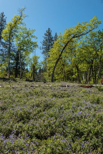 W Weaver Creek-209web