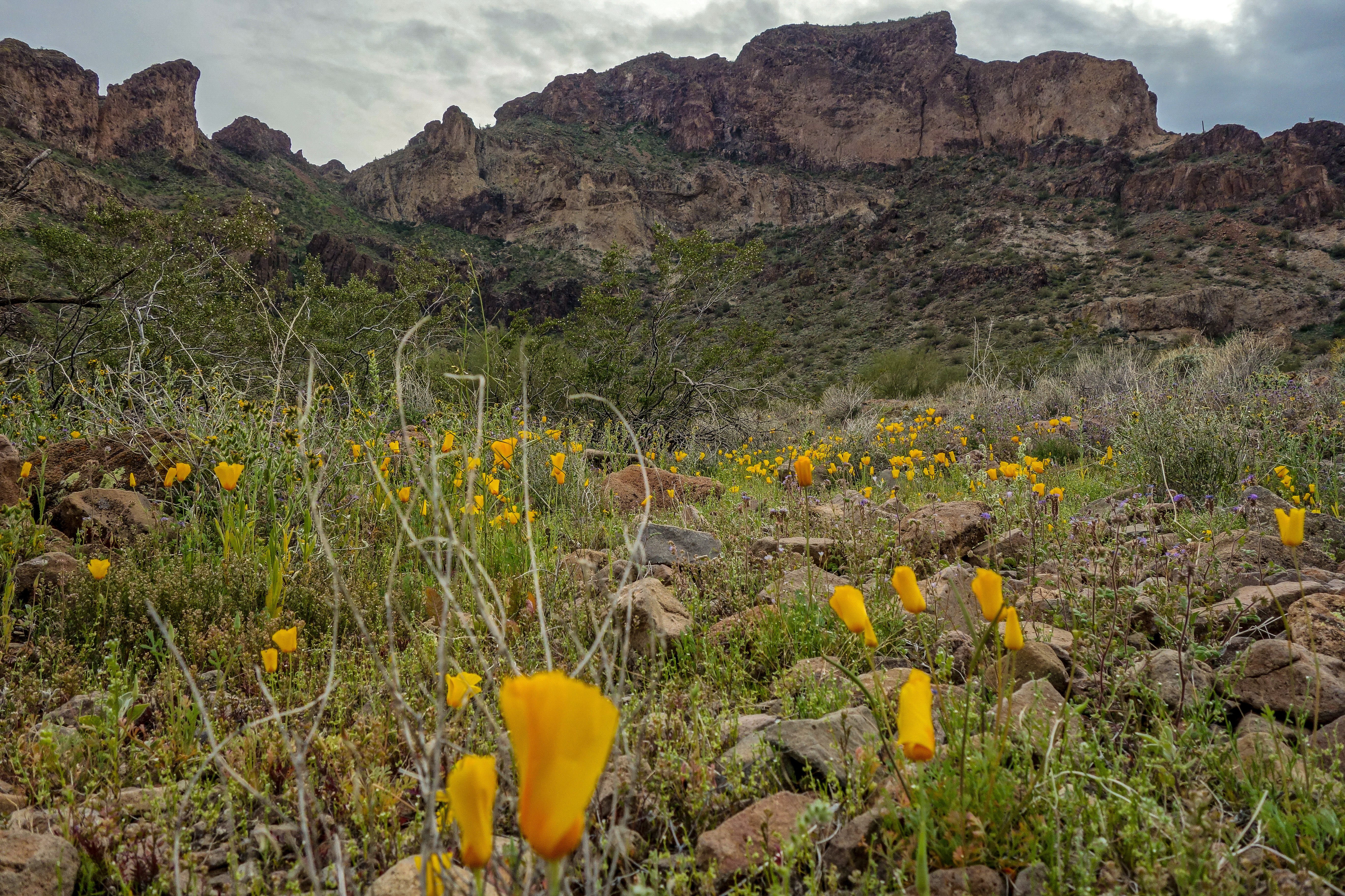 Saddle Mountain, Arizona