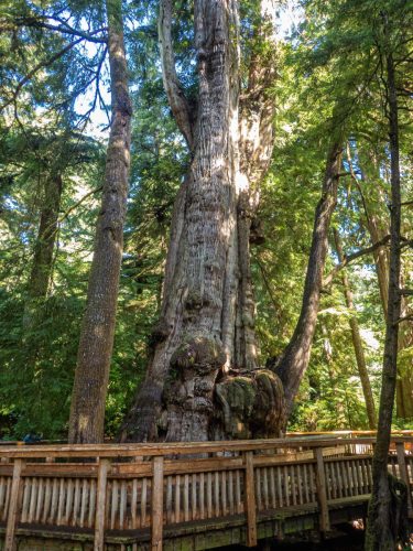 Big Tree-207web