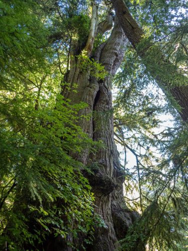 Big Tree-209web