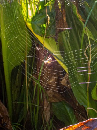 Big Tree-214web