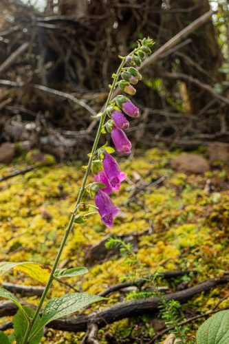 Buzzard Butte-206web